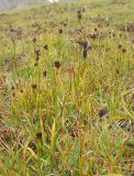 Juncus castaneus