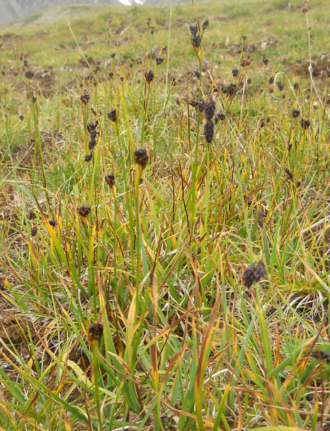 Изображение особи Juncus castaneus.