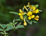 Melilotoides schischkinii. Верхушка цветущего побега. Приморский край, Партизанский городской округ, подножье горы Сенькина Шапка, известняковая каменистая осыпь искусственного происхождения. 20.07.2015.