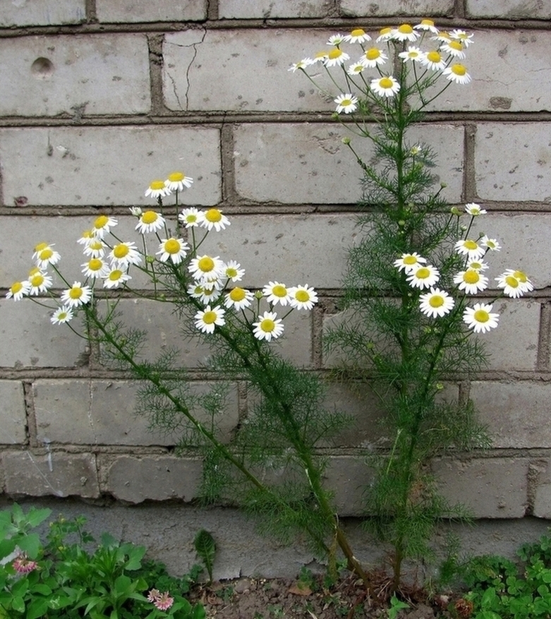 Image of Tripleurospermum inodorum specimen.