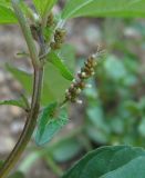 Acalypha australis. Часть веточки с соцветиями. Абхазия, Гудаутский р-н, окр. с. Амжикухуа, рудеральное место. 19.06.2012.