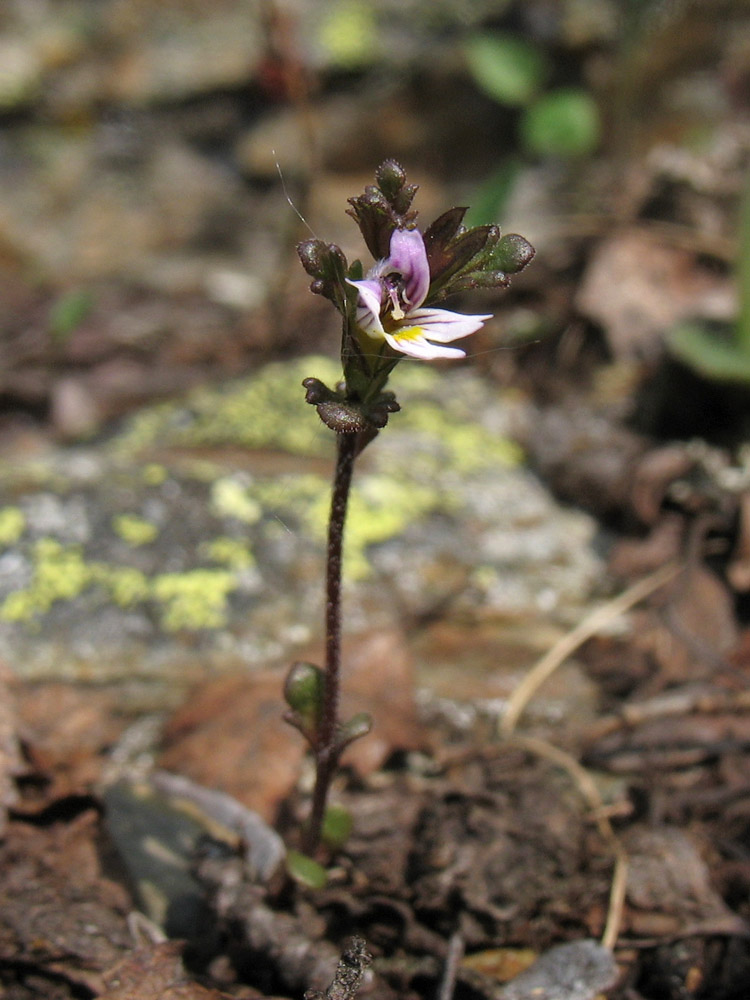 Изображение особи Euphrasia wettsteinii.