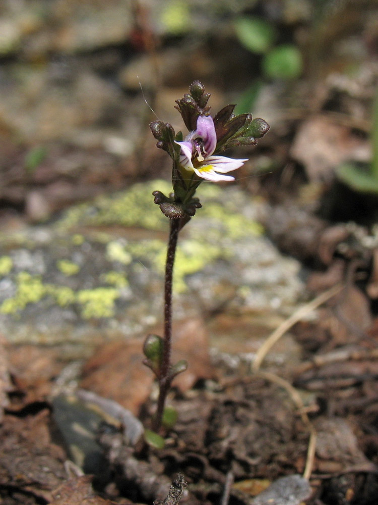 Image of Euphrasia wettsteinii specimen.