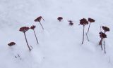 Rhodiola rosea