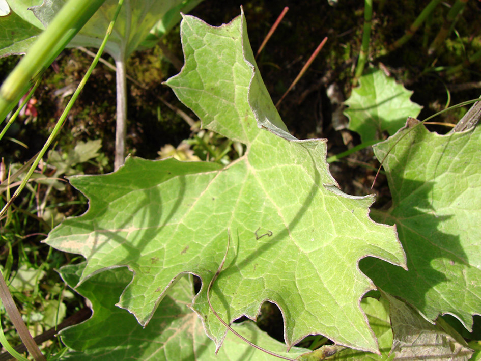 Image of Petasites frigidus specimen.