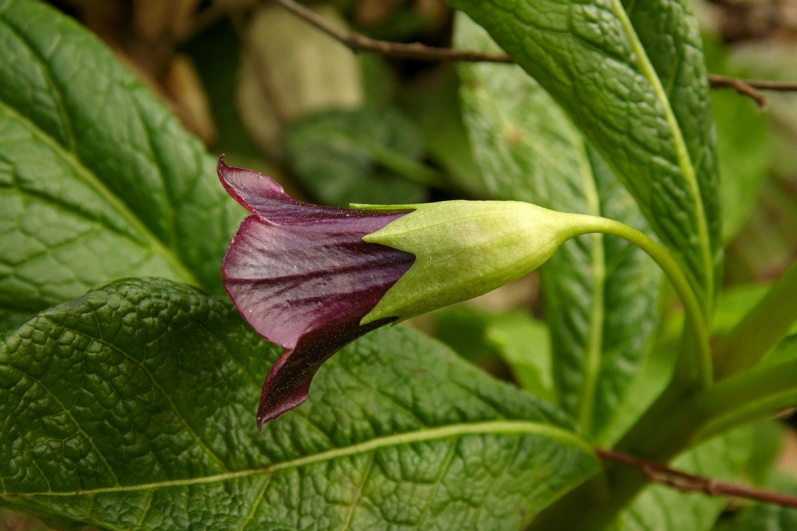 Image of Scopolia caucasica specimen.