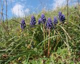 Muscari neglectum
