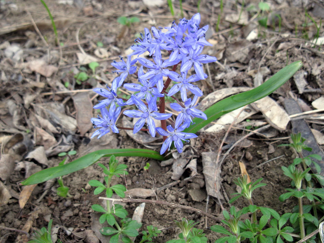 Image of Scilla bifolia specimen.