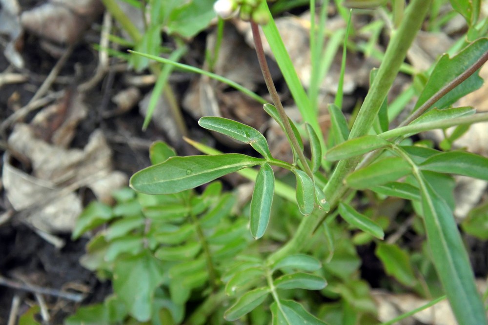 Image of Cardamine tenera specimen.