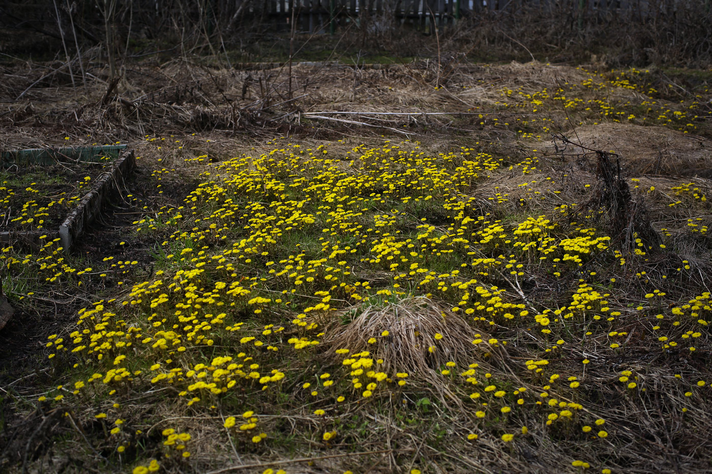 Изображение особи Tussilago farfara.