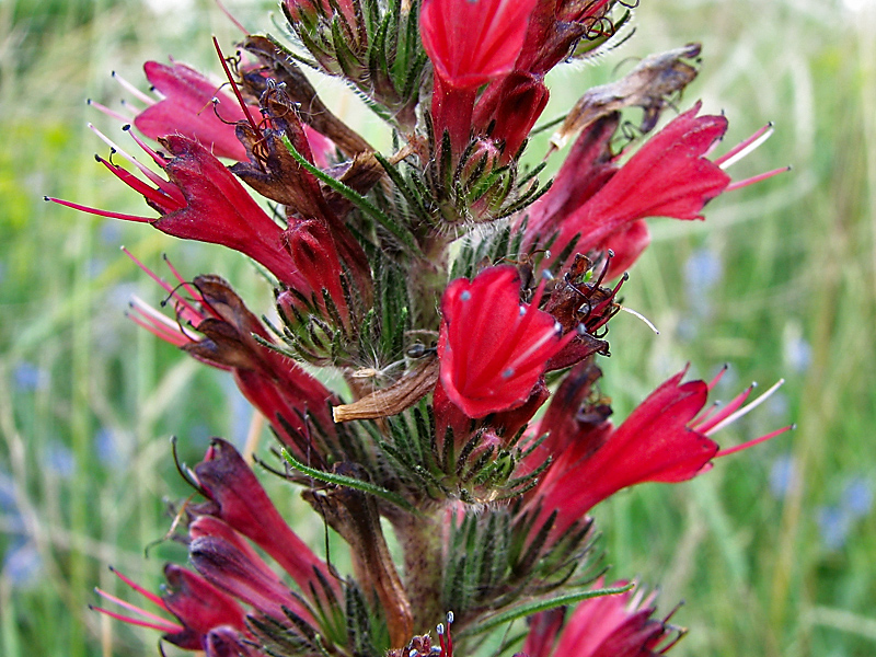 Image of Echium russicum specimen.