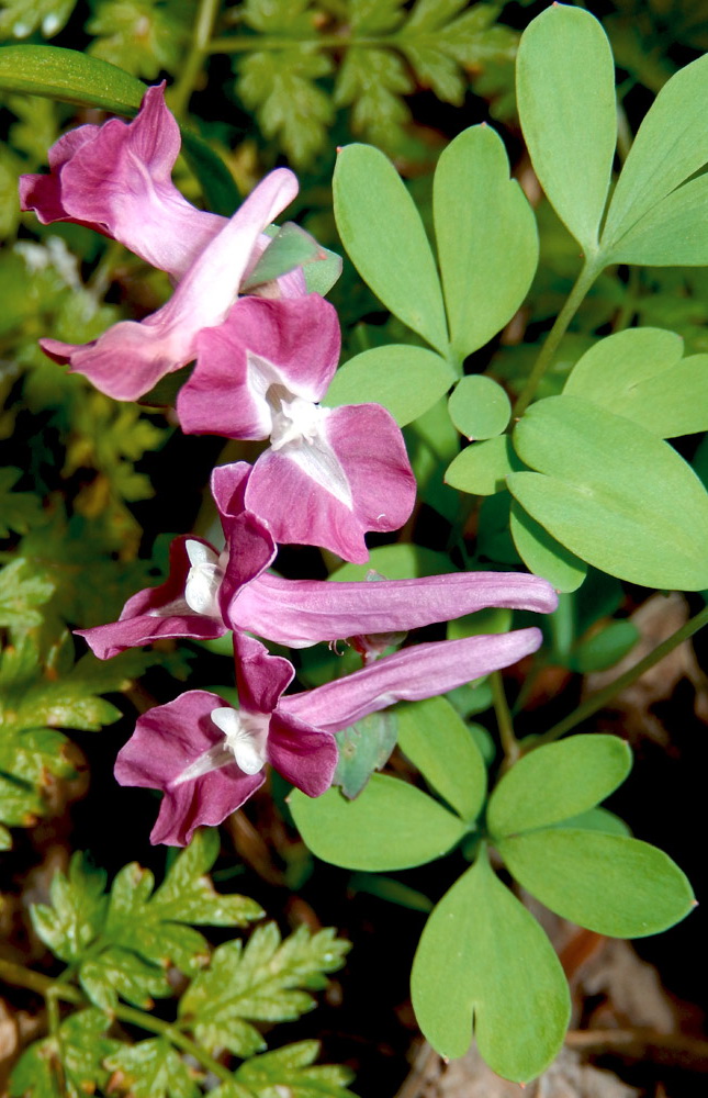 Изображение особи Corydalis caucasica.