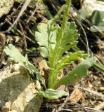 Papaver laevigatum. Основание растения с прикорневыми листьями. Украина, г. Луганск, степные склоны с близким и поверхностным залеганием мело-мергельных пород. 29.04.2016.