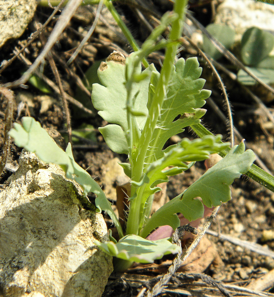 Изображение особи Papaver laevigatum.