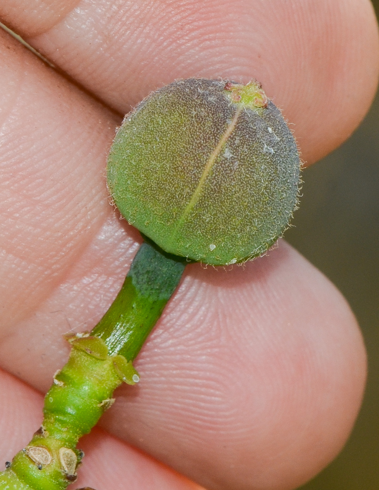 Image of Euphorbia tirucalli specimen.