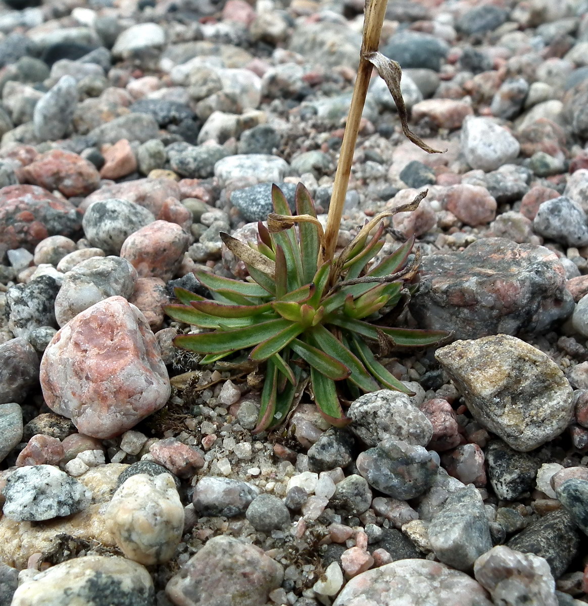Image of Viscaria alpina specimen.