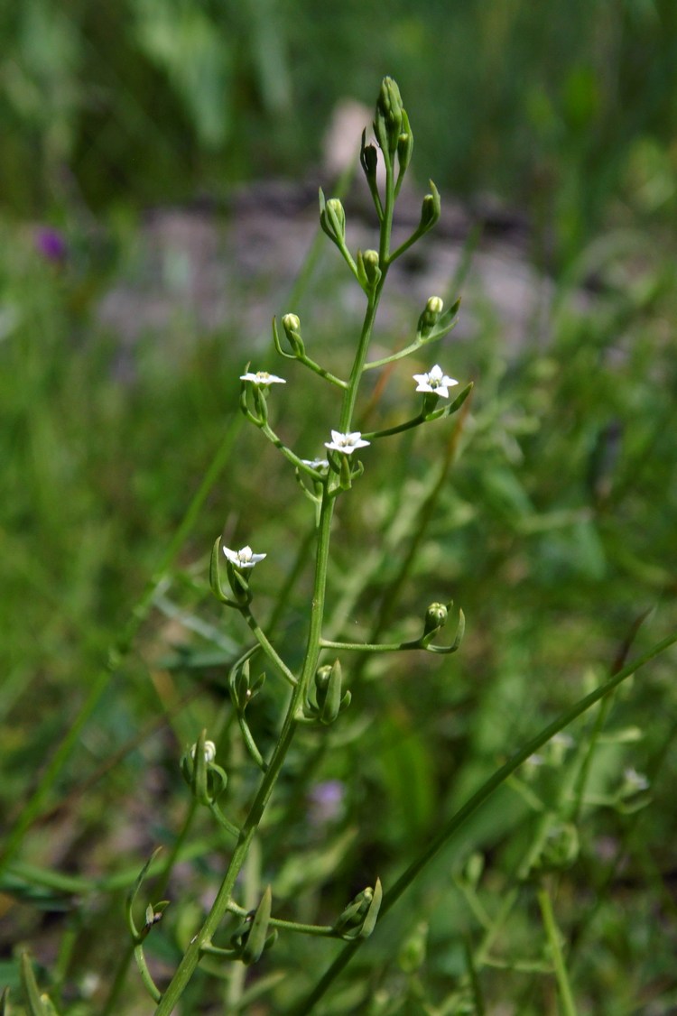 Изображение особи Thesium ramosum.