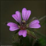 Geranium pusillum