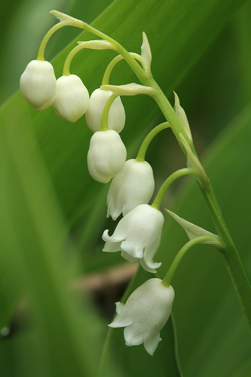 Изображение особи Convallaria majalis.