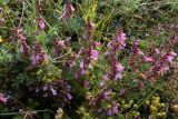 Teucrium chamaedrys