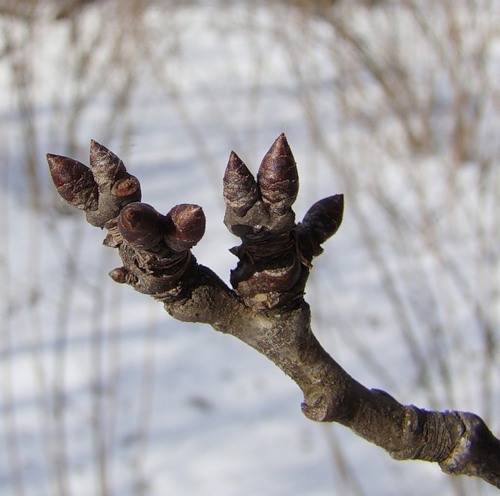 Image of Prunus domestica specimen.