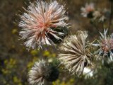 Centaurea подвид orientalis