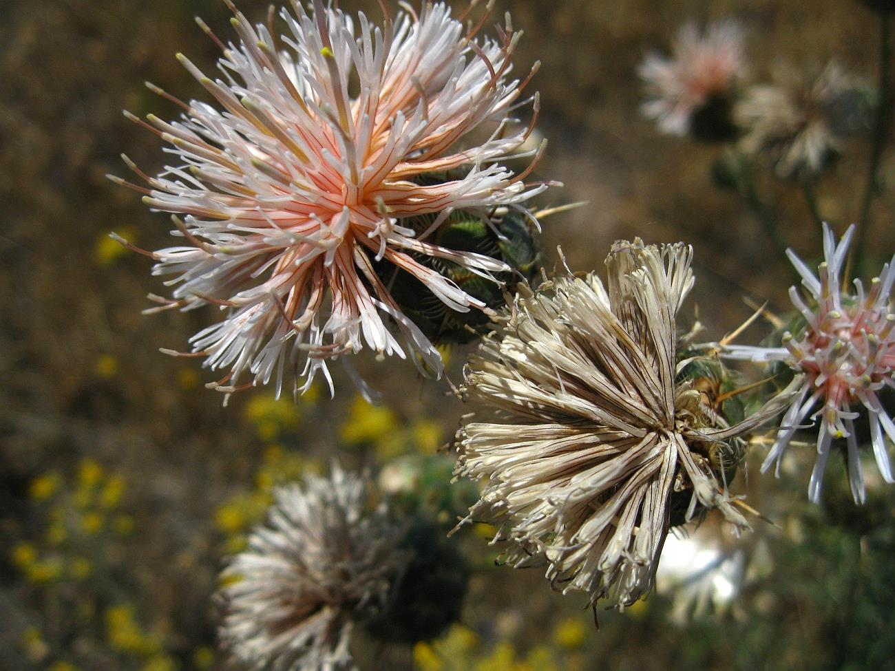 Image of Centaurea carduiformis ssp. orientalis specimen.