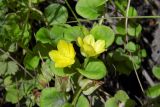 Lysimachia nummularia