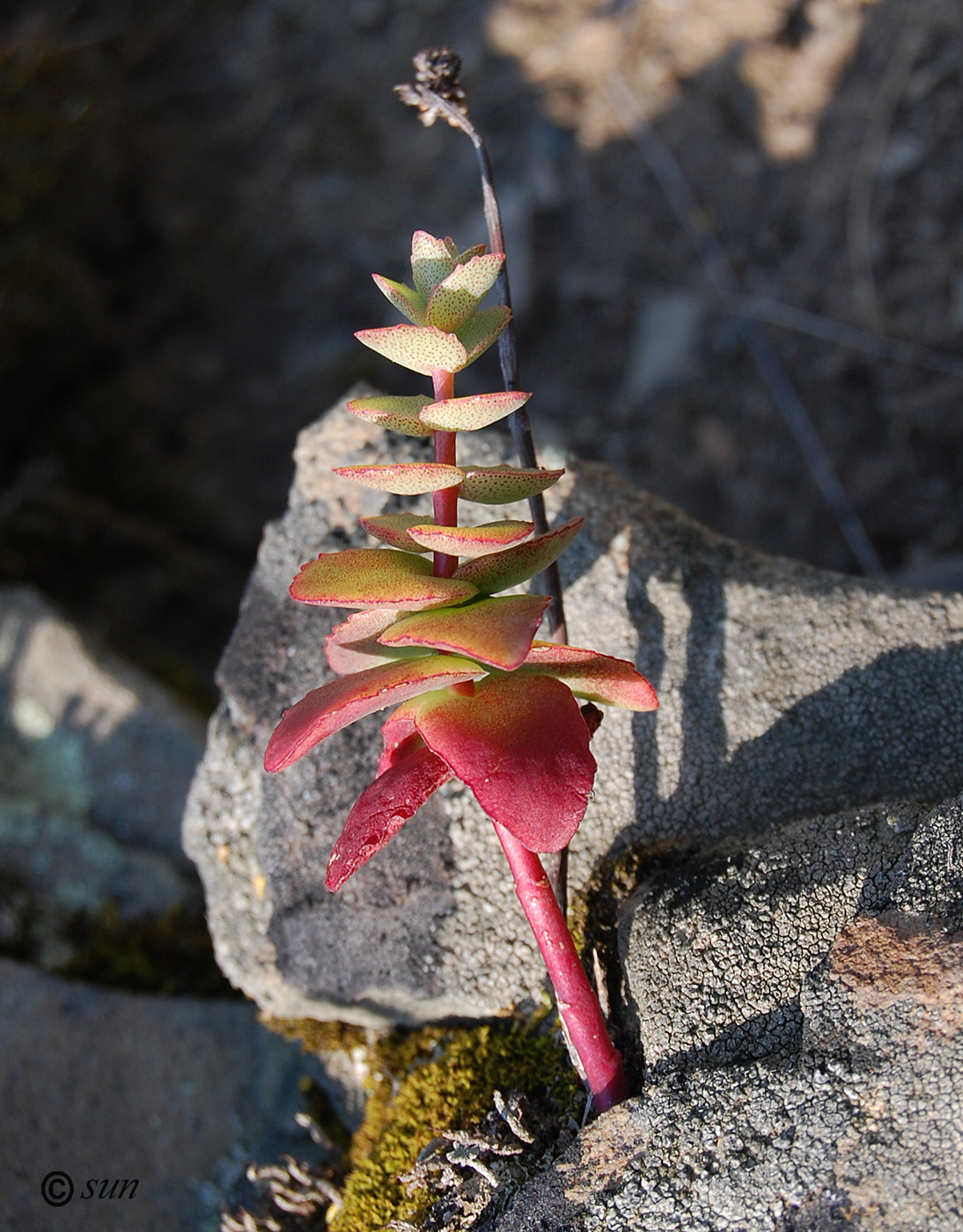 Изображение особи Hylotelephium stepposum.