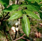 Staphylea pinnata