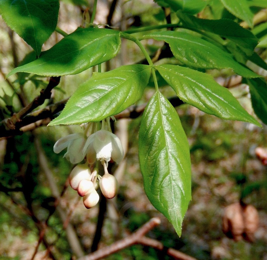 Image of Staphylea pinnata specimen.