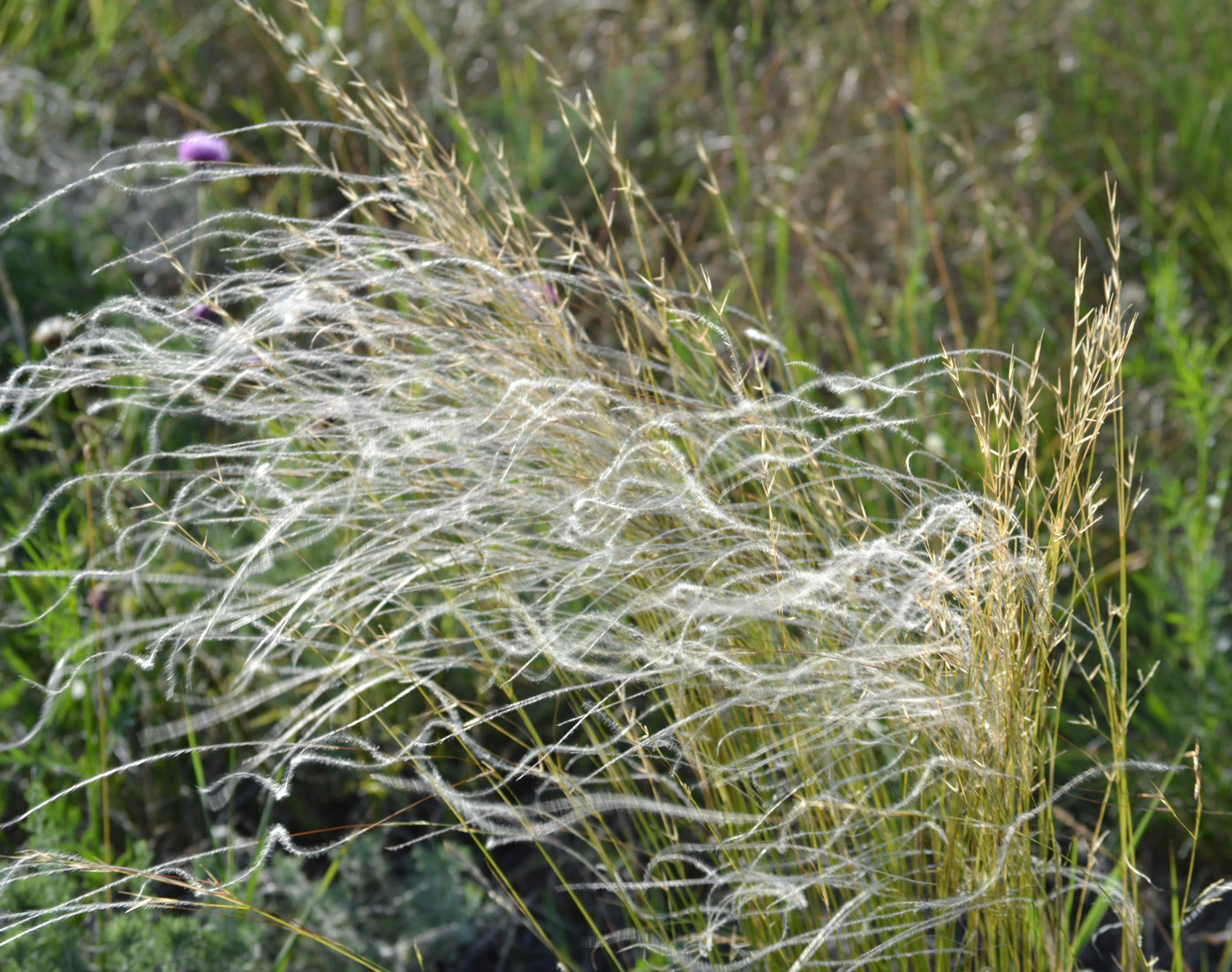 Image of genus Stipa specimen.
