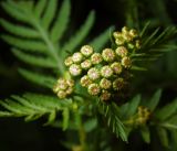 Tanacetum vulgare
