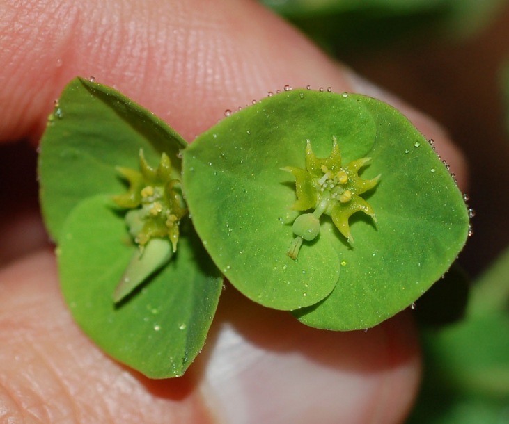 Изображение особи Euphorbia savaryi.