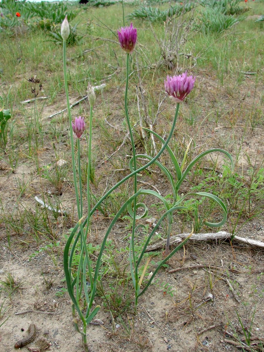 Image of Allium xiphopetalum specimen.