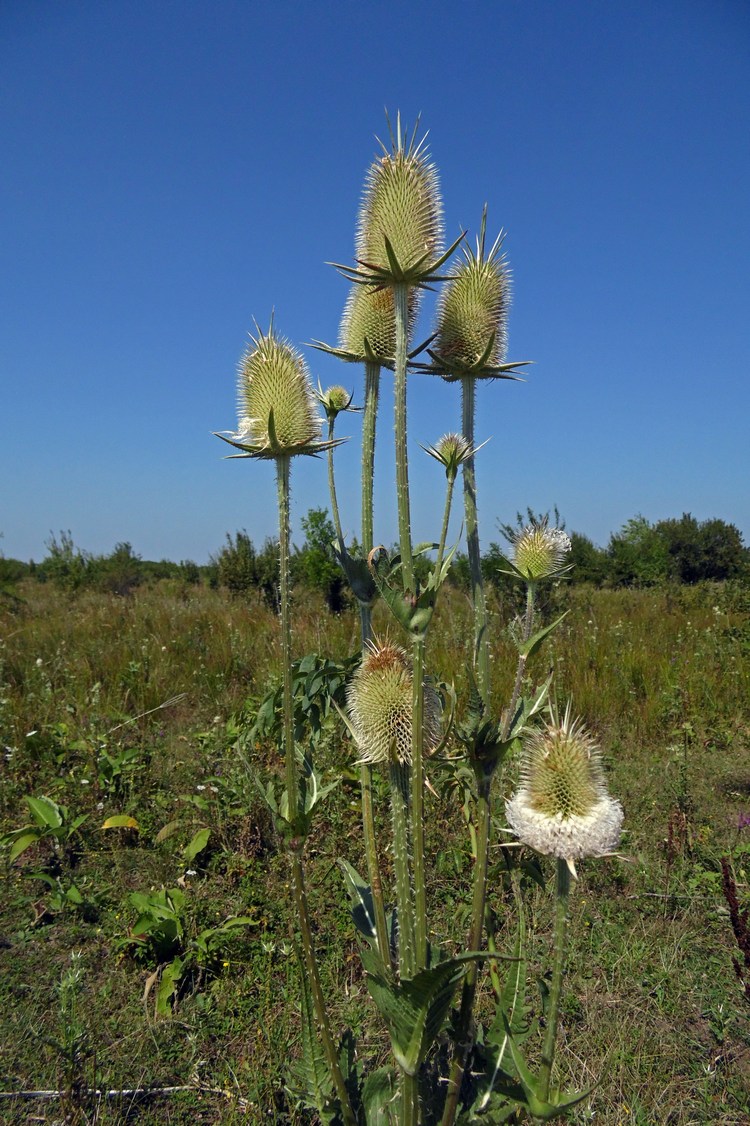 Image of Dipsacus laciniatus specimen.