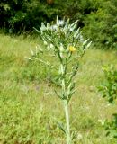 Lactuca chaixii