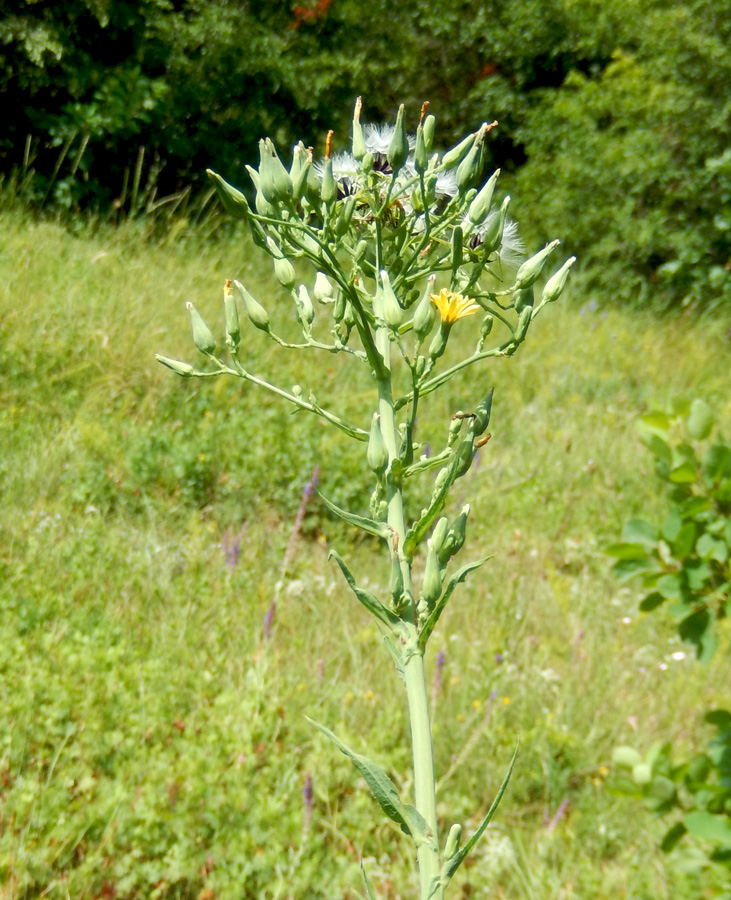 Изображение особи Lactuca chaixii.