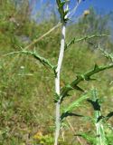 Echinops sibiricus