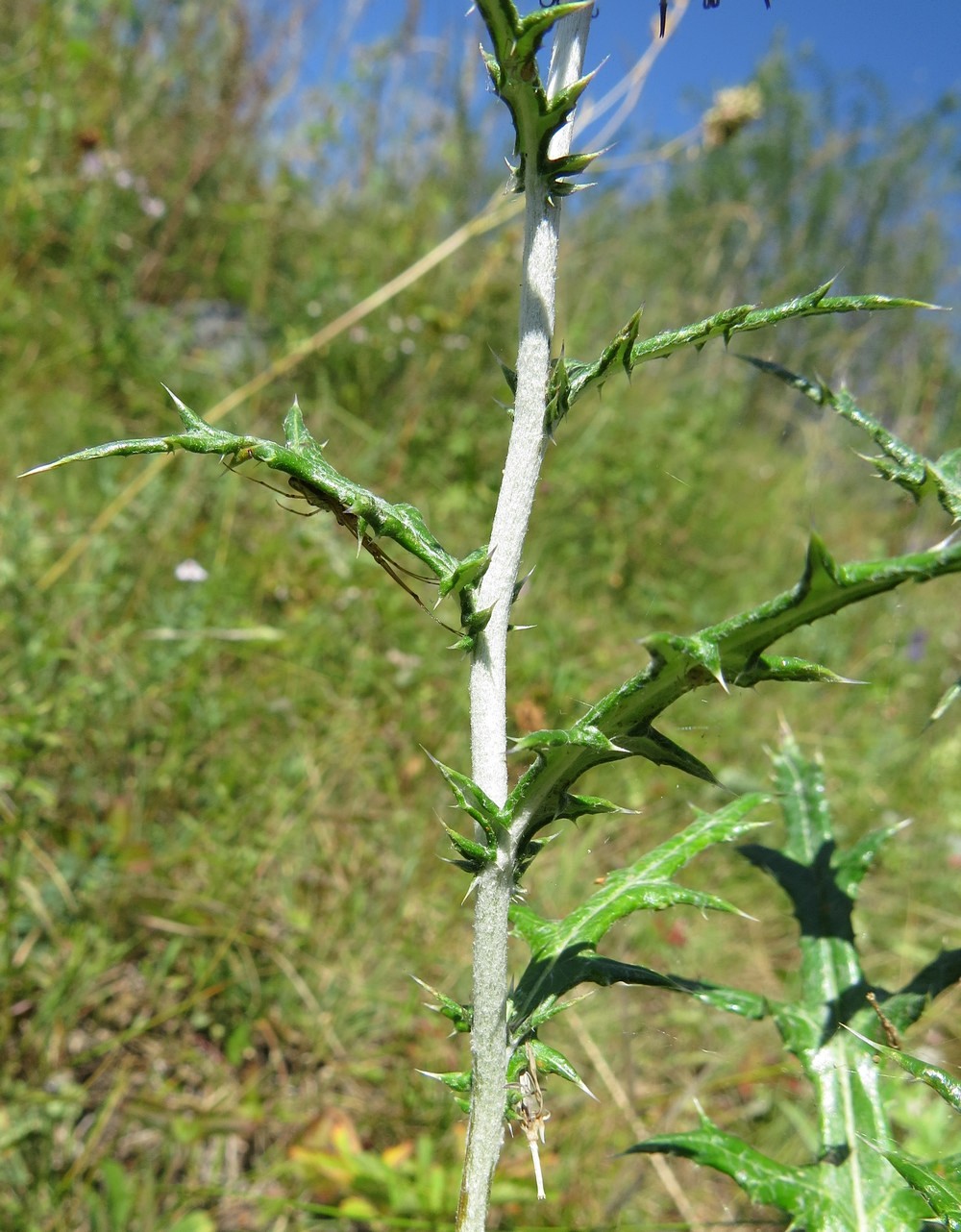 Изображение особи Echinops ruthenicus.