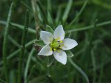 Spergula arvensis