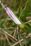 Calystegia spectabilis