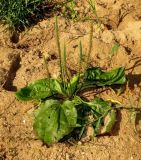 Plantago major