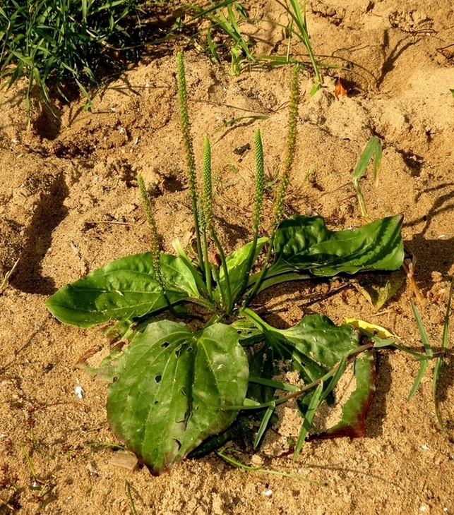 Image of Plantago major specimen.