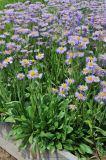 род Erigeron