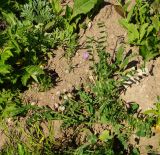 Astragalus megalanthus
