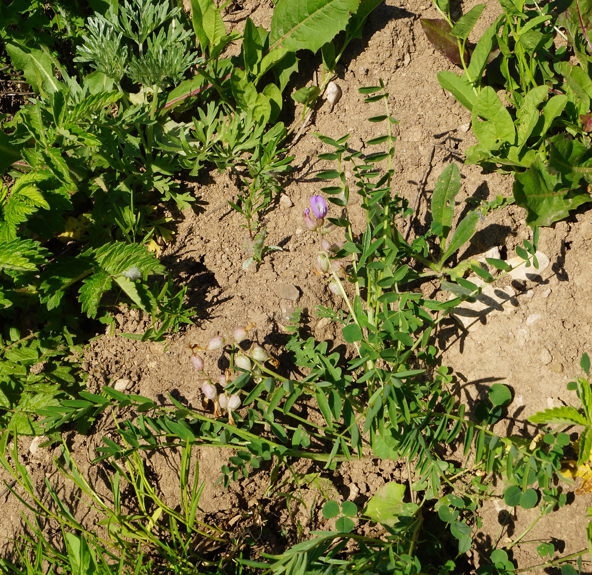 Image of Astragalus megalanthus specimen.