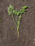 Daucus sativus. Выкопанное молодое растение. Восточный Казахстан, Уланский р-н, с. Украинка, дачный участок. 08.07.2016.