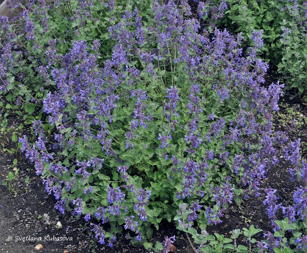 Изображение особи Nepeta mussinii.