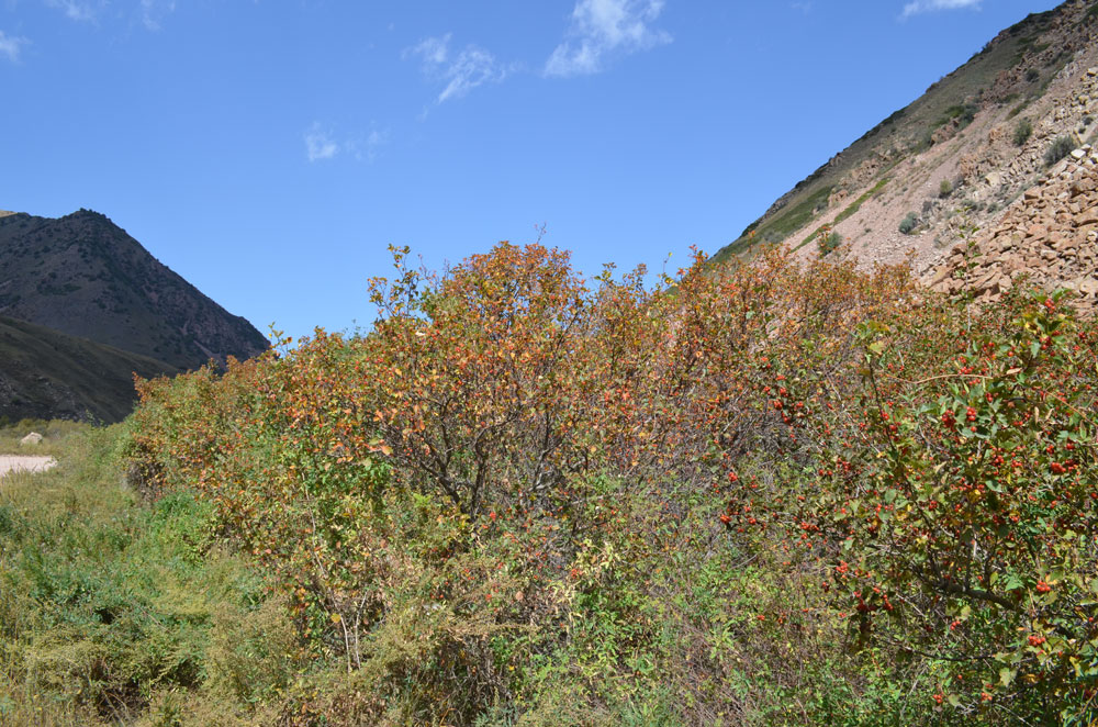 Image of Crataegus knorringiana specimen.